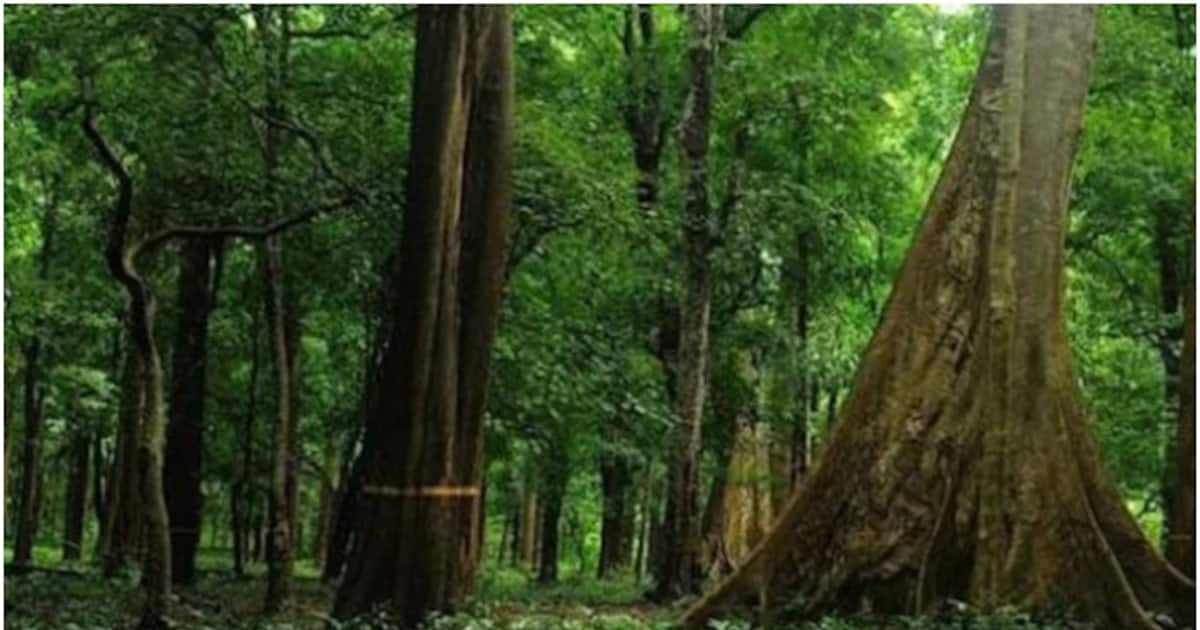 നിലമ്പൂരിന്റെ ടൂറിസം വികസനത്തിന് പുത്തൻ ഉണർവ്; സഞ്ചാരികളെ ആക‍ർഷിക്കാൻ ഗ്രാമവിഹാർ പദ്ധതി