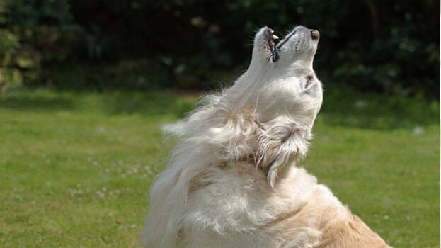 pet-dogs.1.3146862.jpg