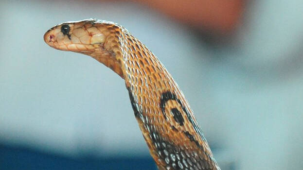 snake-master.1.3161151.jpg
