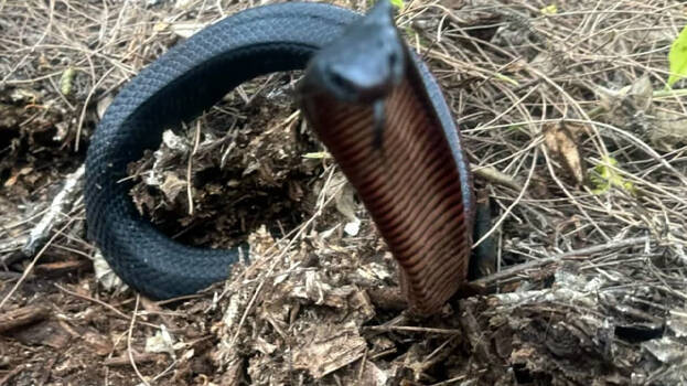 snake.1.3129699.jpg