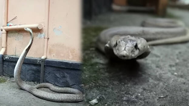 snake.1.3140355.jpg