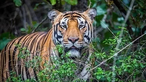 tiger.1.3130947.jpg