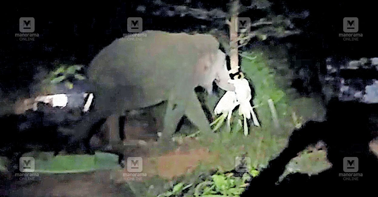 1743223520_wild-elephant.jpg