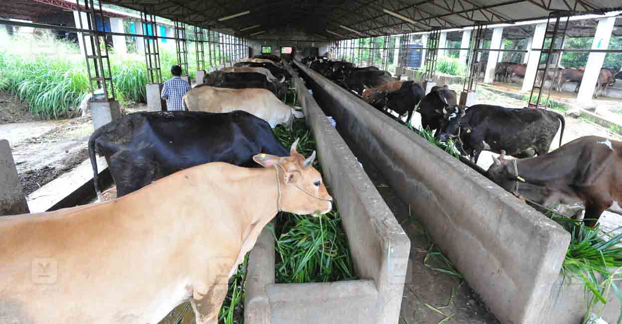 Dairy-farmers.jpg