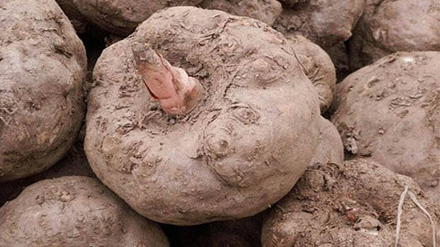 agriculture.1.3176569.jpg