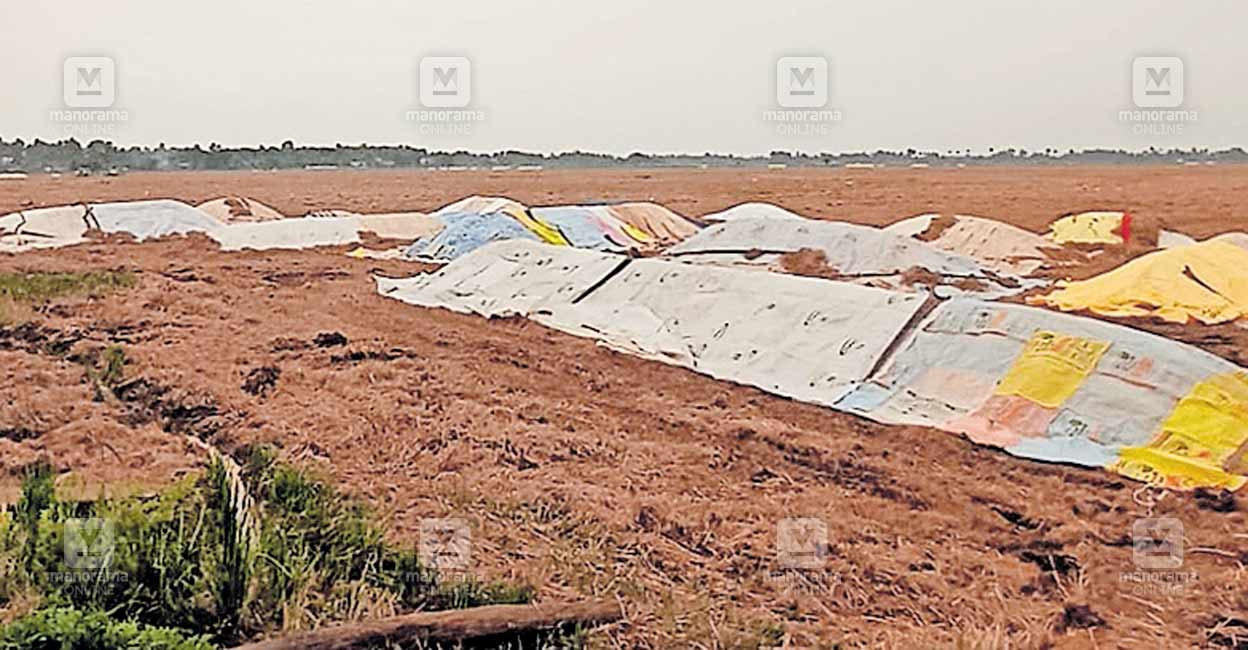 alappuzha-paddy.jpg