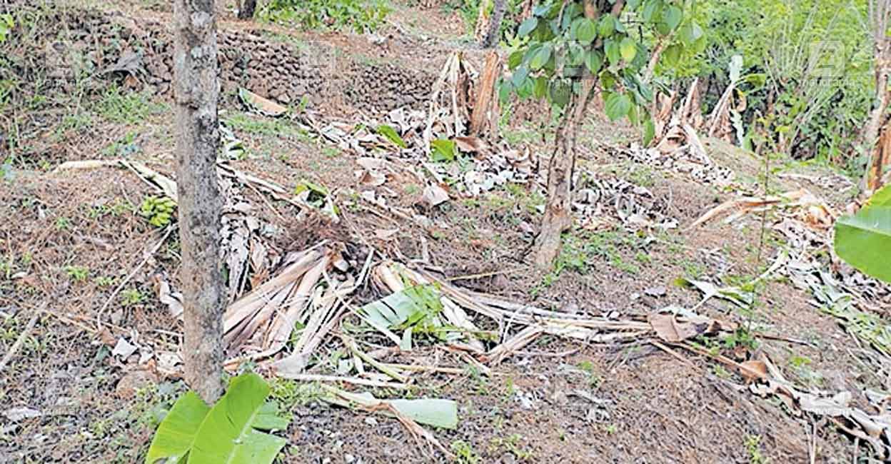 attayadu-wild-elephant-crop-damage-1.jpg