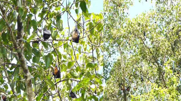 bats.1.3181027.jpg