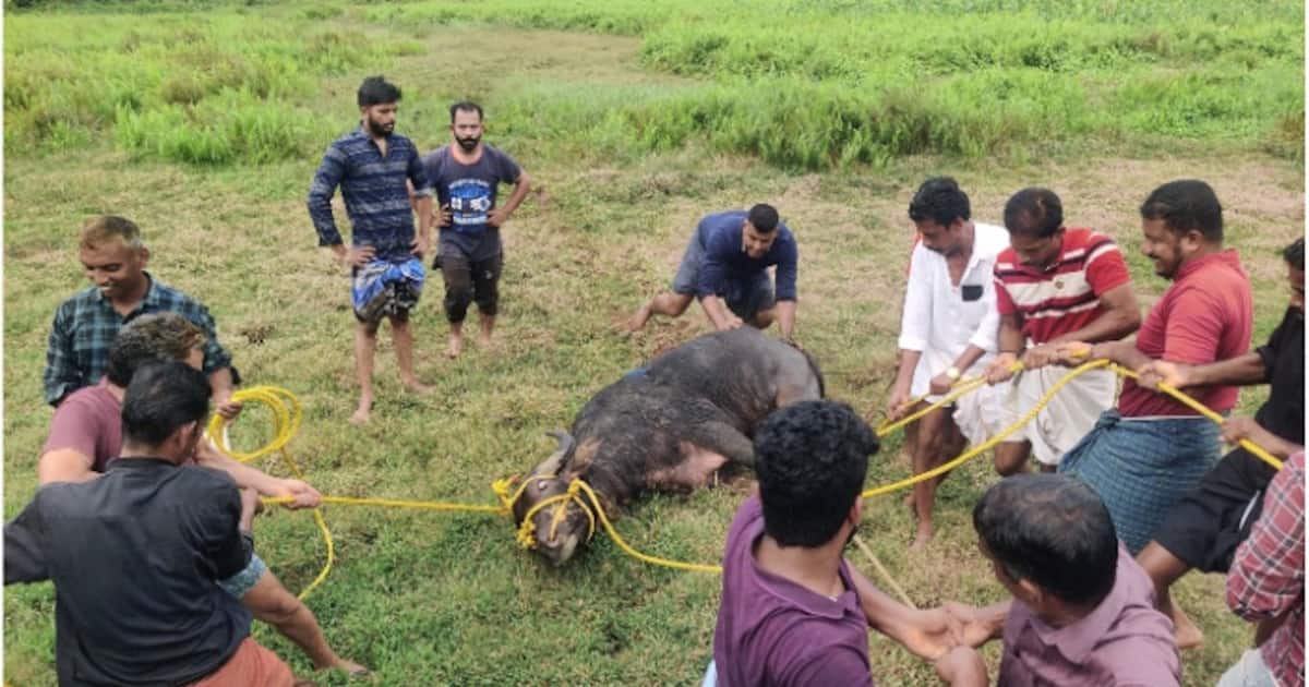കശാപ്പിന് കൊണ്ടുവന്ന പോത്ത് വിരണ്ടോടി; കുത്തിപ്പരിക്കേല്‍പ്പിച്ചത് മൂന്ന് പേരെ, വാഹനങ്ങള്‍ക്കും കേടുപാട്