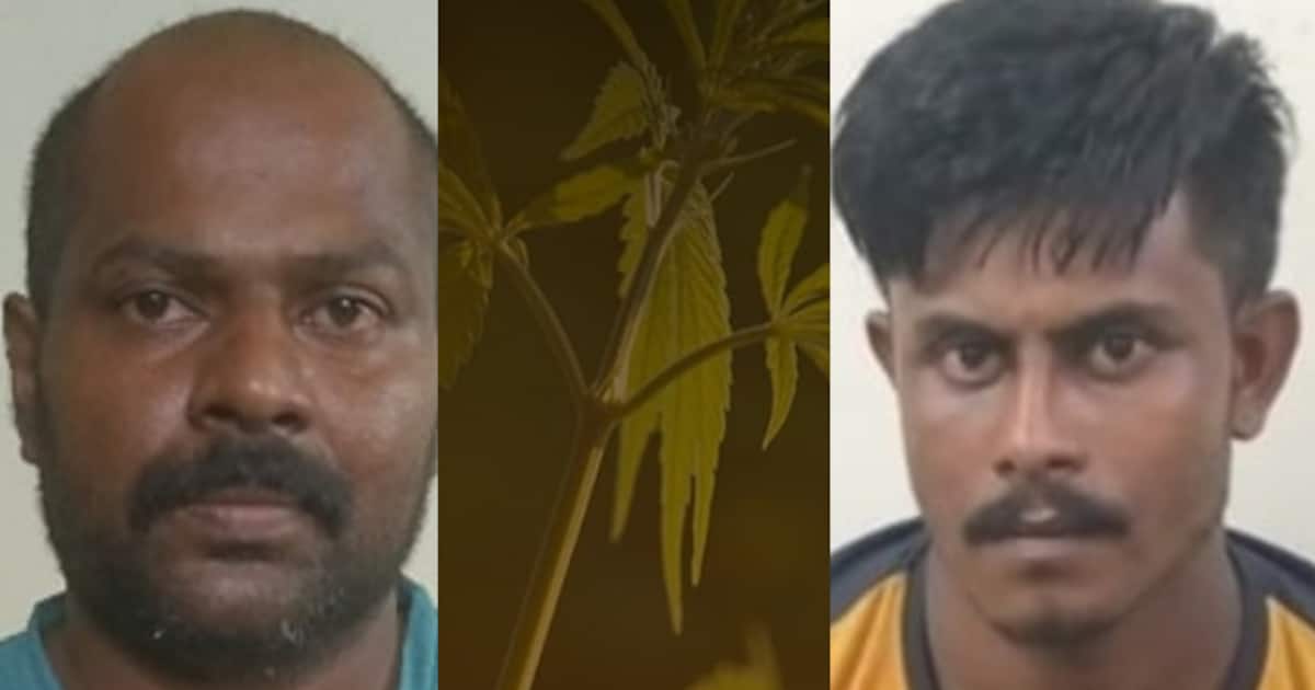 താമസിക്കുന്ന ഷെഡ്ഡിനടുത്ത് സ്വന്തം 'കൃഷി', 2 തൈകൾ കണ്ടെത്തി, കട്ടിലനടിയിൽ ഉപയോഗിക്കാൻ പാകമായ