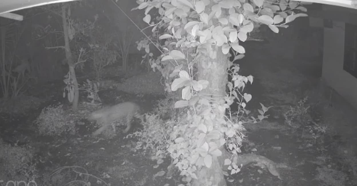 chalakudy-leopard-sighting-cctv-footage-forest-department-investigates.jpg