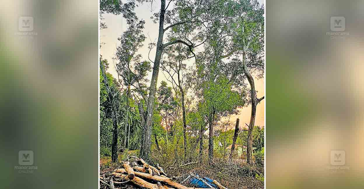 cherkala-tree-cutting.jpg
