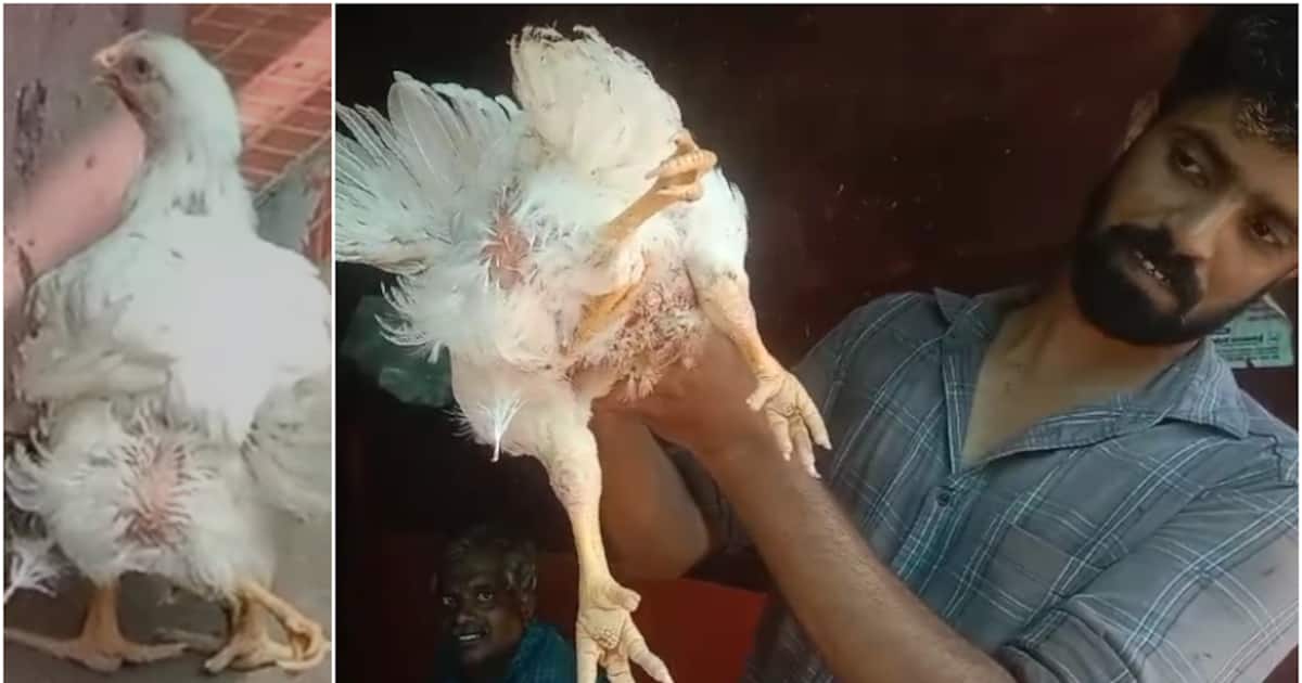 chicken-on-sale-has-four-legs_1200x630xt.jpg