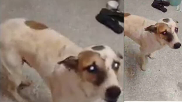 dog.1.3185876.jpg