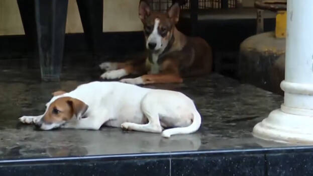 dogs.1.3171899.jpg