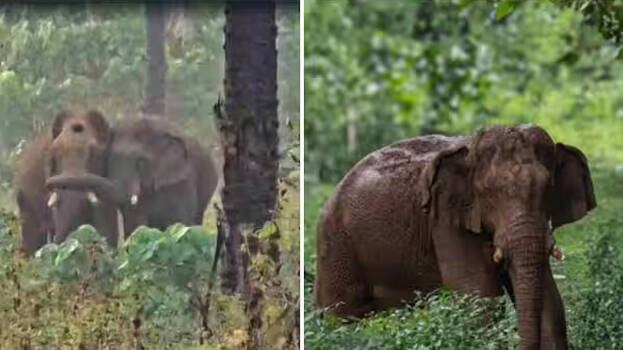 elephant.1.3167308.jpg