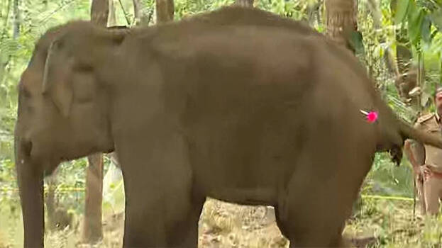 elephant.1.3169207.jpg