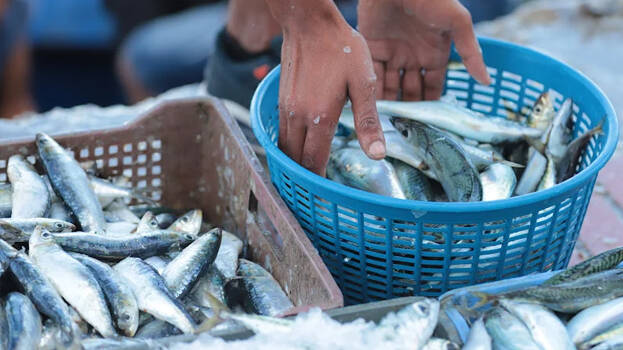 fish.1.3182047.jpg