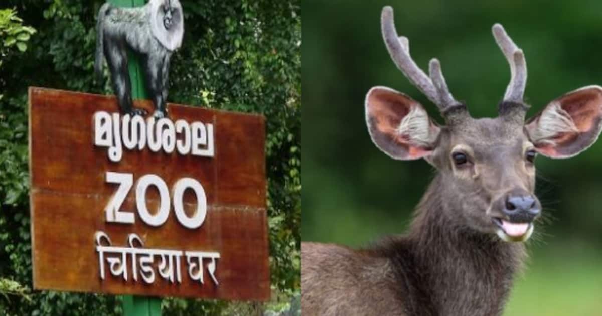തിരുവനന്തപുരം മൃഗശാലയിലെ മ്ലാവ് ചത്ത സംഭവം; പേവിഷ ബാധ സ്ഥിരീകരിച്ചു, മൃഗശാലയിലെ ജീവനക്കാര്‍ക്ക്