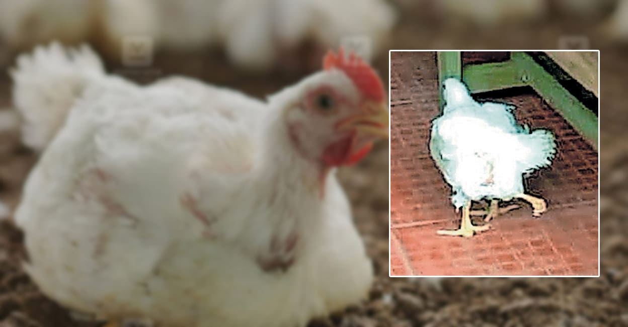 four-legged-chicken.jpg