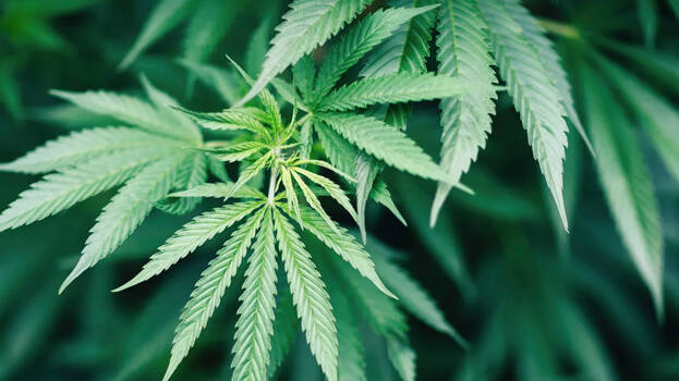 ganja-plant.1.3185691.jpg