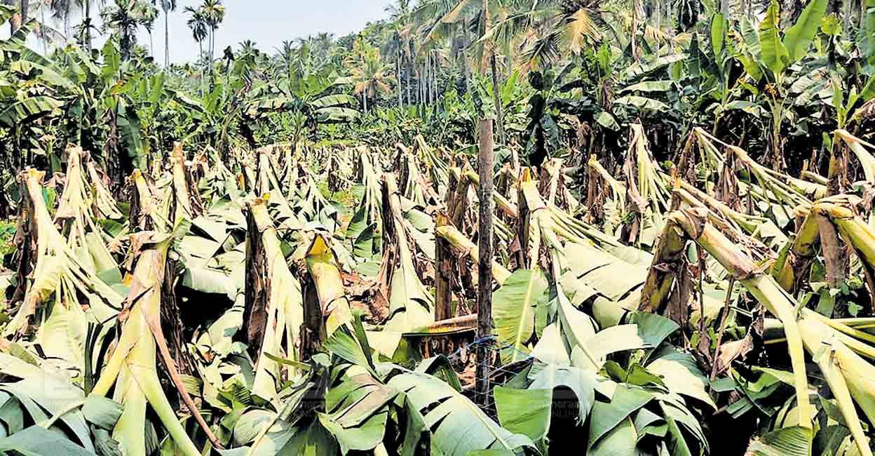 kannur-mangattidam-banana-farming.jpg