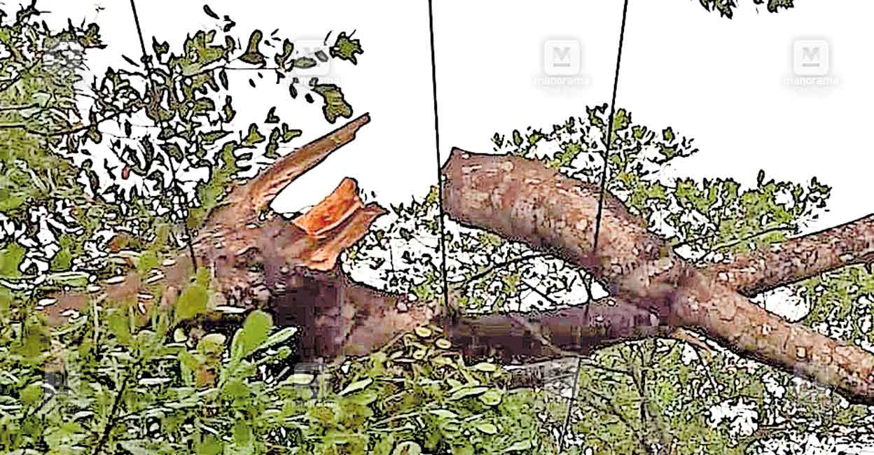 kasargod-havoc.jpg