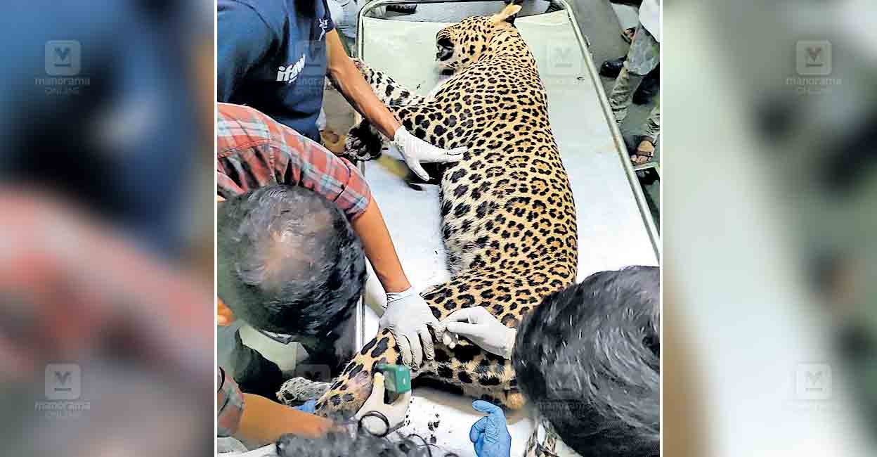 kasargod-leopard-treatment.jpg