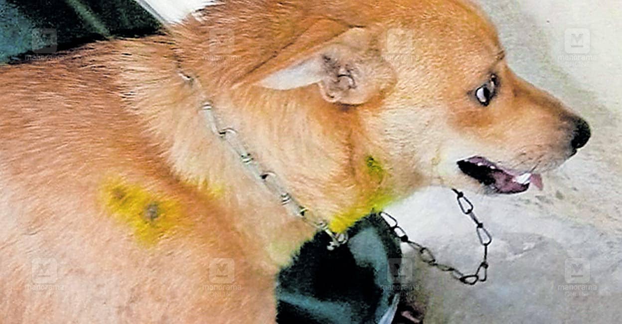 kerala-leopard-attack-dog-injured.jpg