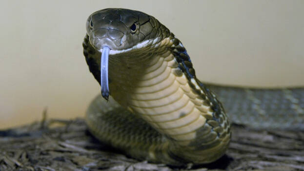 king-cobra.1.3168889.jpg