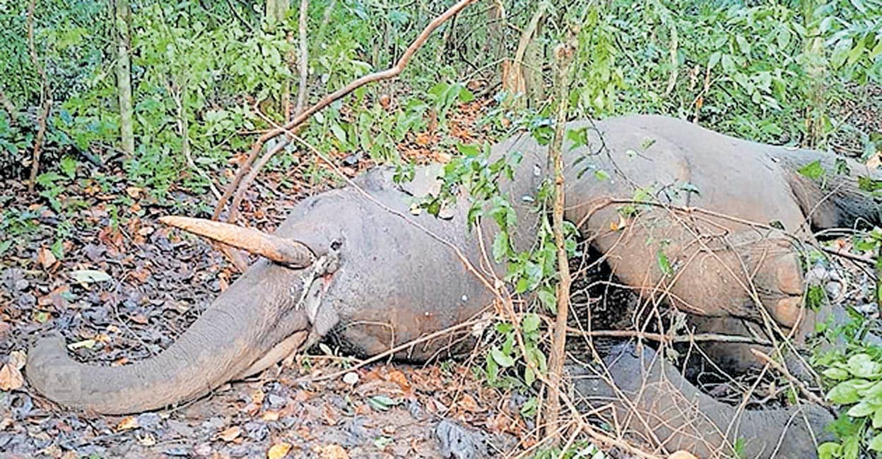 konni-elephant-death.jpg