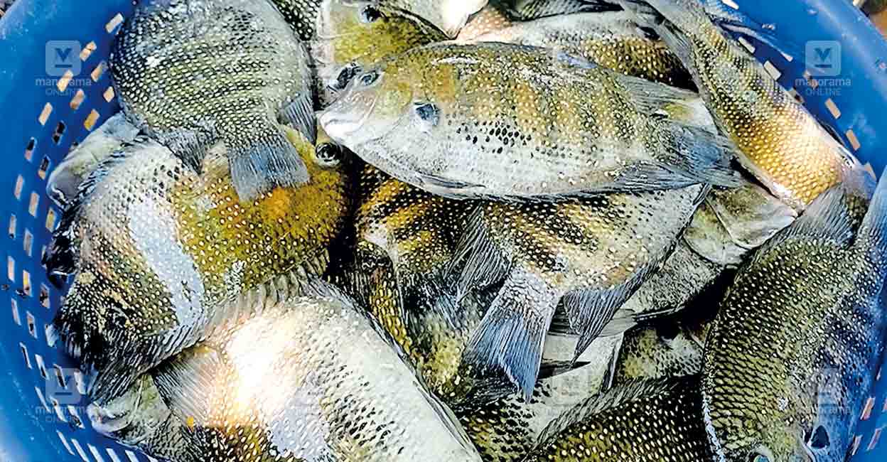 ktm-kumarakom-karimeen.jpg