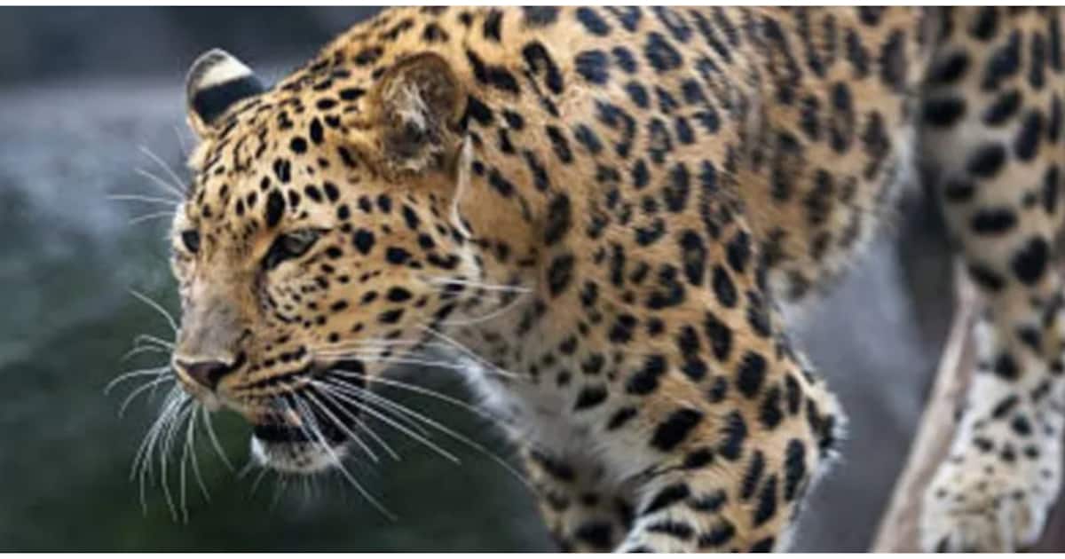 leopard_1200x630xt.jpg