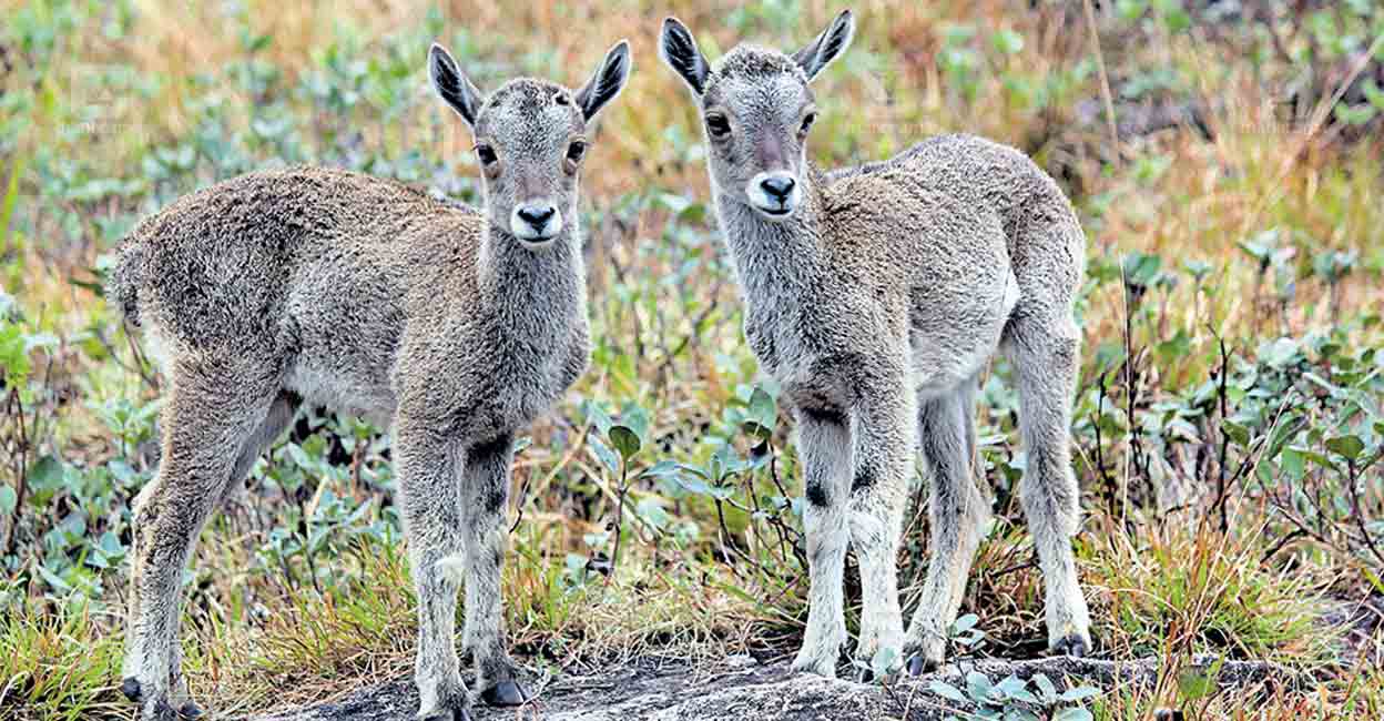 munnar-sheep.jpg