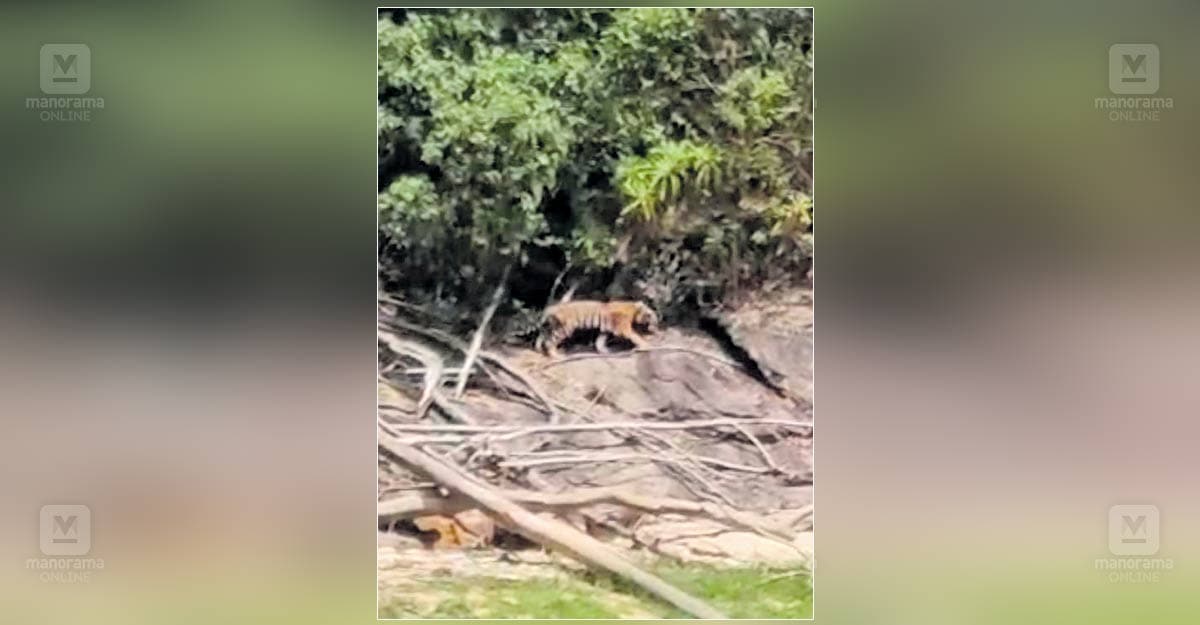 munnar-tiger-spotted-near-dam.jpg