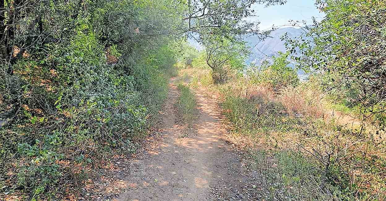nedumkandam-forest-area.jpg