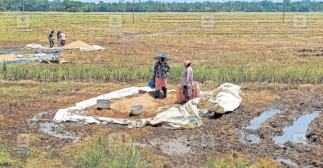 nellu-sambaranam-kumarakom.jpg