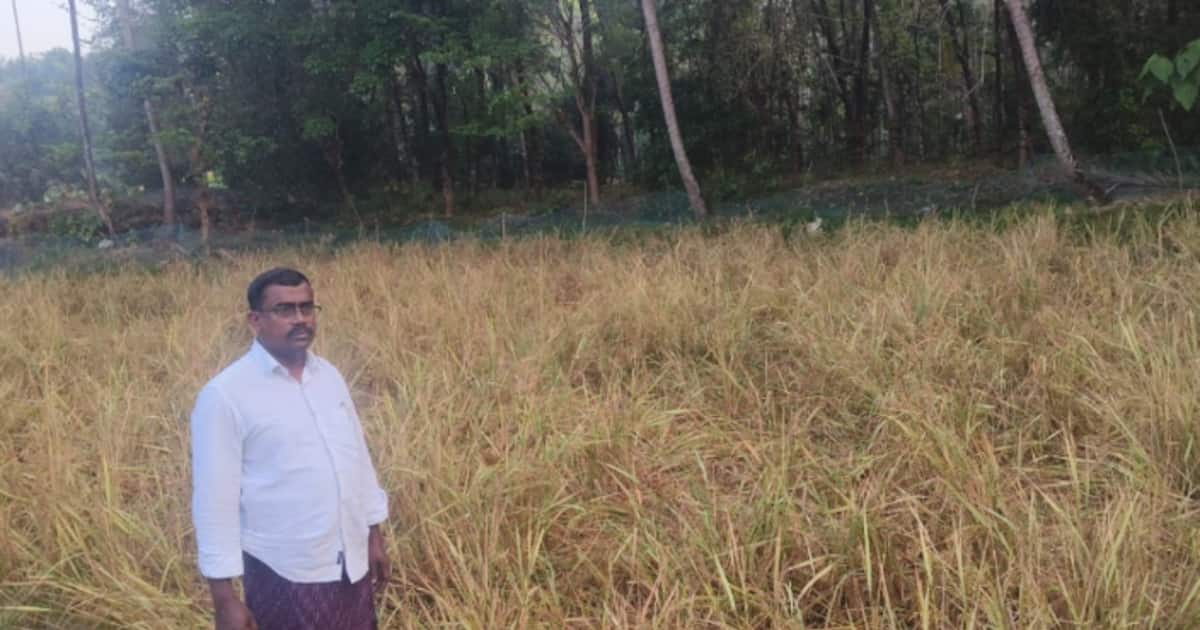 ചുറ്റും വല കെട്ടി സംരക്ഷിച്ചു, ആവോളം നോക്കി, എല്ലാം വിഫലം; എല്ലാം ഒറ്റ