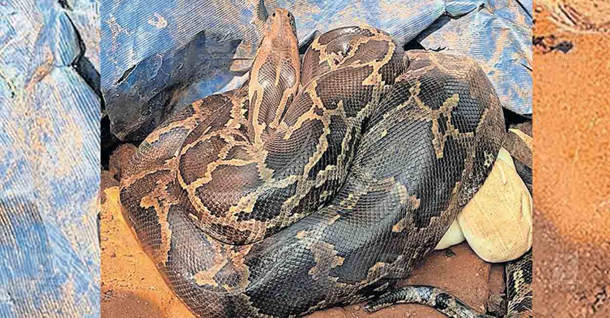 python-egg-house-sheet.jpg