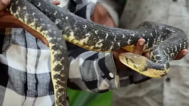 snake-master.1.3162962.jpg