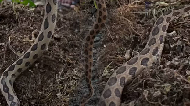 snake.1.3173550.jpg