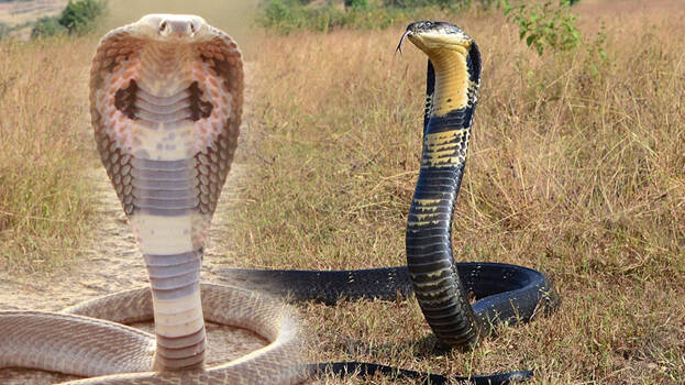 snake.1.3178313.jpg