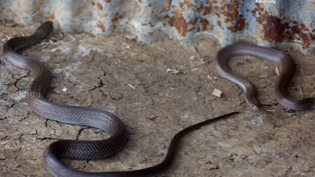 snake.1.3184201.jpg
