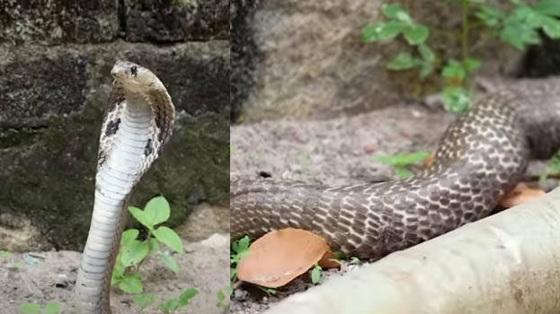 snakec.1.3172070.jpg