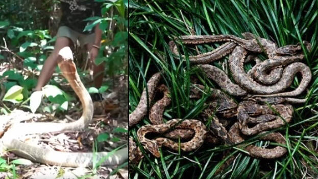 snakes.1.3164849.jpg