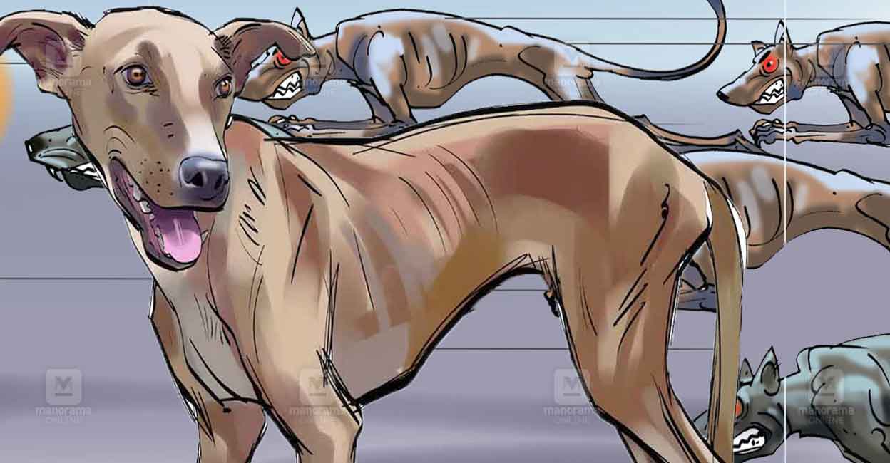 stray-dog-attack-local.jpg