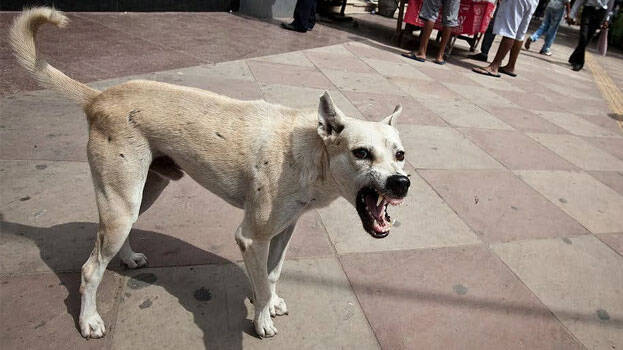 stray-dog.1.3187154.jpg