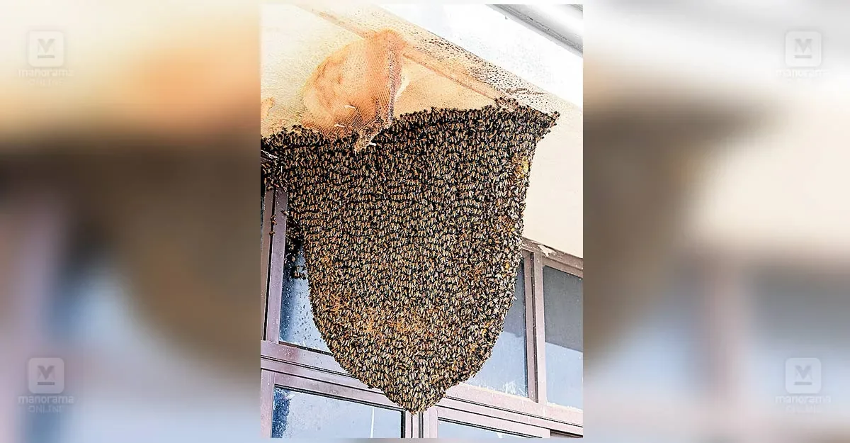 thiruvananthapuram-collectorate-bee-attack.jpg