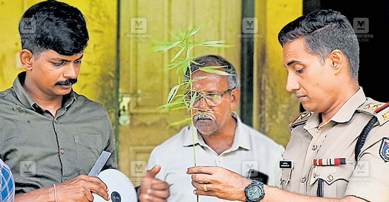 thrissur-cannabis.jpg
