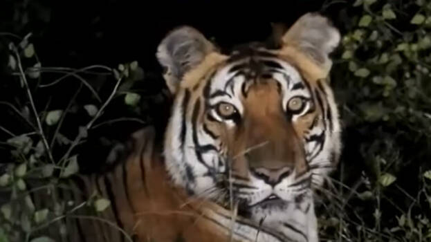 tiger-.1.3169594.jpg